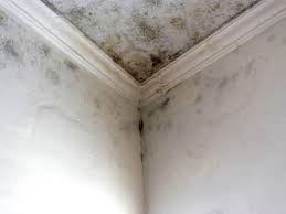 Why You Should Choose Our Mold Remediation Services in Bensville, MD